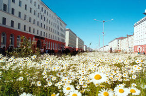 Norilsk Flowers